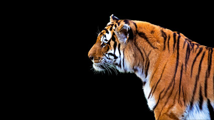 Wall Mural - Portrait of a tiger in profile isolated on a black background with room for text 