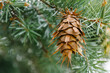 Bright brown dry cone on the branch of Rocky Mountain Douglas-fir. Old shoots in spring or summer of Pseudotsuga menziesii. Conifer cone. Natural beauty. Soft focus. Seasonal wallpaper for design