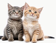 Two Kittens Isolated On White