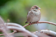 An Urban Female House Sparrow Is Perched On A Branch Against A Soft Green Background