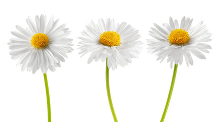 chamomile isolated on white background, full depth of field