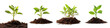 Young green plant growing from soil Hyperrealistic Highly Detailed Isolated On Transparent Background Png File