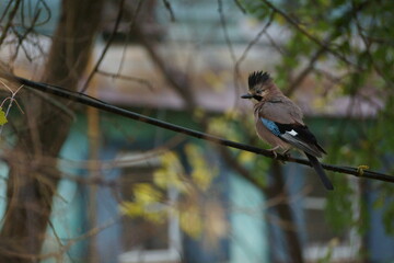 Near the tree house there is a jay sitting on a black wire, which means they are not allowing it to live in peace.