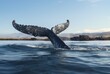 an elegantly shaped gray whale fin tail in the water, impressive panoramas, white and 