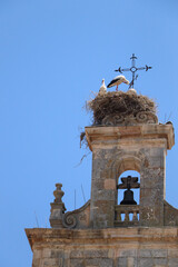 nest on the roof of a church