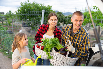 Wall Mural - Family loading baskets of vegetables into the trunk of a car