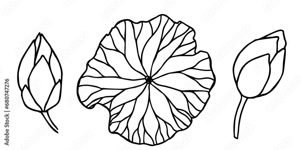 lotus flowers, leaves and buds black line art. Set of vector ...