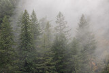 Fototapeta  - Misty Weather over the Evergreens