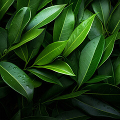  Fotografia con detalle y textura de multitud de hojas de color verde, con reflejos de luz