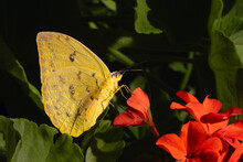 Yellow Butterfly Phoebis Philea On Pelargonium Inquinans Or Red Geranium