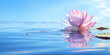Vibrant lotus flower elegantly drifting on a bright blue water surface
