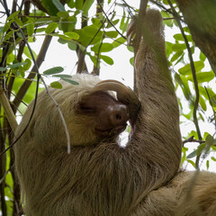 Two toed sloth sleeping peacefully.