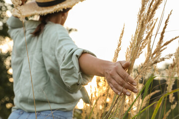 Woman walking through meadow and touching reed grass at sunset, selective focus