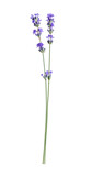 Fototapeta Lawenda - Beautiful blooming lavender flowers isolated on white