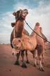 © Tatiana Kashko - Two camels posing in the desert, Inner-Mongolia, China.