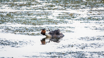 The water bird Great crested Grebe, Podiceps cristatus, swimming in the lake, and its cute babies riding on its back