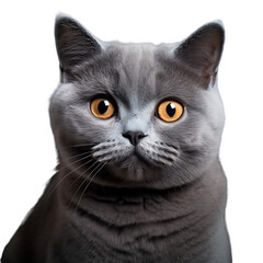 Wall Mural - Close-up of a british shorthair cat isolated on transparent background (png)