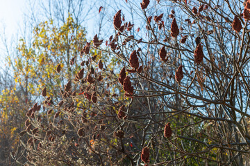 Wall Mural - staghorn sumac (Rhus typhina) with clusters of red, hairy fruits called drupes on a blue sky