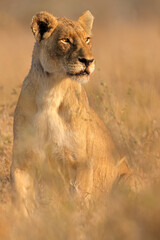 Wall Mural - an alert lioness (panthera leo) in natural habitat, kruger national park, south africa.