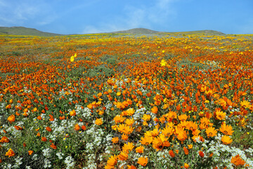 Canvas Print - Colorful spring blooming wildflowers, Namaqualand, Northern Cape, South Africa.