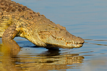 Wall Mural - portrait of a large nile crocodile (crocodylus niloticus), kruger national park, south africa.