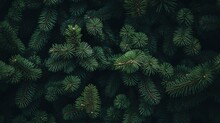 Beautiful Christmas Background With Green Pine Tree Brunch Close Up, Trendy Moody Dark Toned Design For Seasonal Quotes