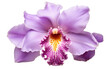 Fabulous Arrangement Colorful Cattleya Orchid Isolated on Transparent Background PNG.