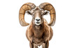 Gorgeous Pretty Desert Bighorn Sheep Isolated on Transparent Background PNG.