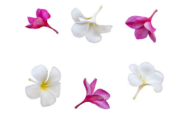 Wall Mural - pink, white flowers frangipani local flora arrangement flat lay postcard style 