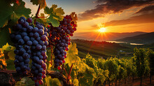 Ripe Grapes In Vineyard At Sunset, Beautiful Sunset Over Tuscan Vineyards.