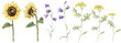 © Ekatmart - Watercolor common tansy and sunflowers. Set of yellow field flowers. Clipart blue field flowers. Hand drawn illustration isolated on white background. Bundle botanical medicinal wildflowers clipart