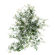 3d illustration of Clematis Terniflora creeper isolated on transparent background