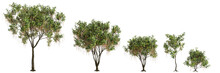 3d Illustration Of Set Barringtonia Acutangula Tree Isolated On Transparent Baclkground