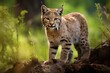 bobcat in natural forest environment. Wildlife photography