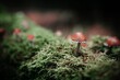 Pilze auf einem Baumstamm mit grünem Moos