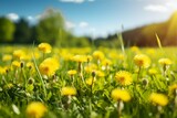 Fototapeta Dmuchawce - Green field with yellow dandelions. Closeup of yellow spring flowers on the ground. generative ai.