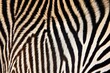 macro shot of zebra stripes