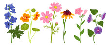 Set Of Garden Plants, Vector Drawing Flowers At White Background, Larkspur, Nasturtium, Cosmos, Coneflower, Petunia And Morning Glory, Hand Drawn Botanical Illustration