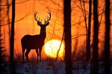 Sunset Creating A Vivid Silhouette Of A Wild Deer