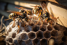 A Colony Of Wasps Is Seen Building A Nest Under The Roof Of A House, Indicating An Impending Wasp Problem