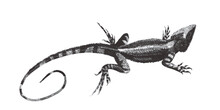 Muricated Lizard. Doodle Sketch. Vintage Vector Illustration.