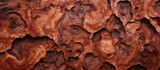 Textures from cherry wood burls. Wooden background