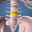 male skeleton clavicle,sternum,ribs,radius and vertebrae anatomy. 3d illustration 