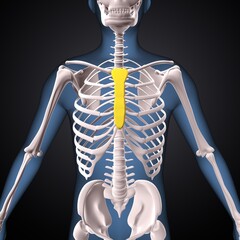 Wall Mural - male skeleton clavicle,sternum,ribs,radius and vertebrae anatomy. 3d illustration 