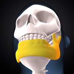 Wall Mural - male skeleton clavicle,sternum,ribs,radius and vertebrae anatomy. 3d illustration 