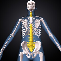 Wall Mural - 3d render of human skeleton spinal bone anatomy
