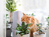 Fototapeta Koty - Ultrasonic humidifier among houseplants. Ginger cat bites succulent plant leaf on windowsill. Water steam moisturizes dry air at home. Electric device for comfort atmosphere.