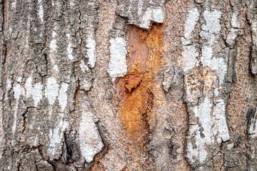 Closeup view of wooden tree trunk