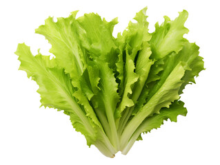 Wall Mural - Romaine Lettuce isolated on transparent