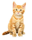 Fototapeta Koty - Orange tabby cat isolated on transparent or white background, png